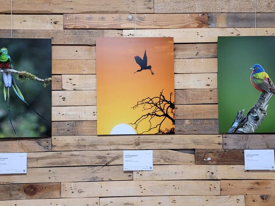 NancyA-Birds-02