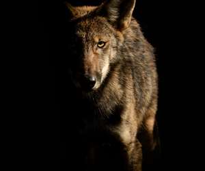 Red Wolf in Shadow